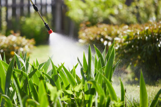 24/7 Emergency Termite Control experts in St. Johns, AZ