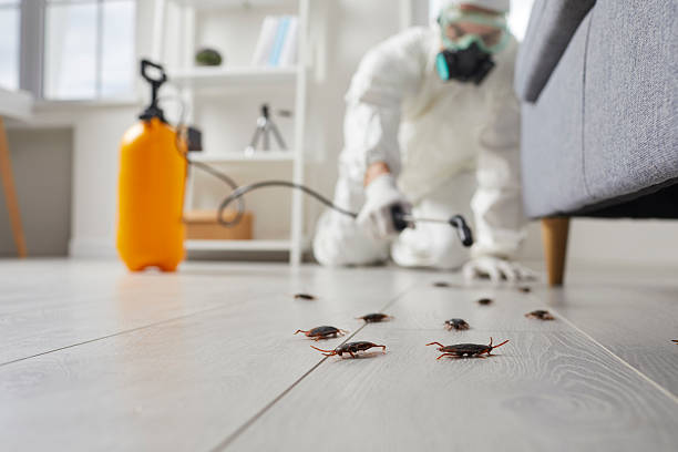 Affordable Termite Control solutions in St. Johns, AZ